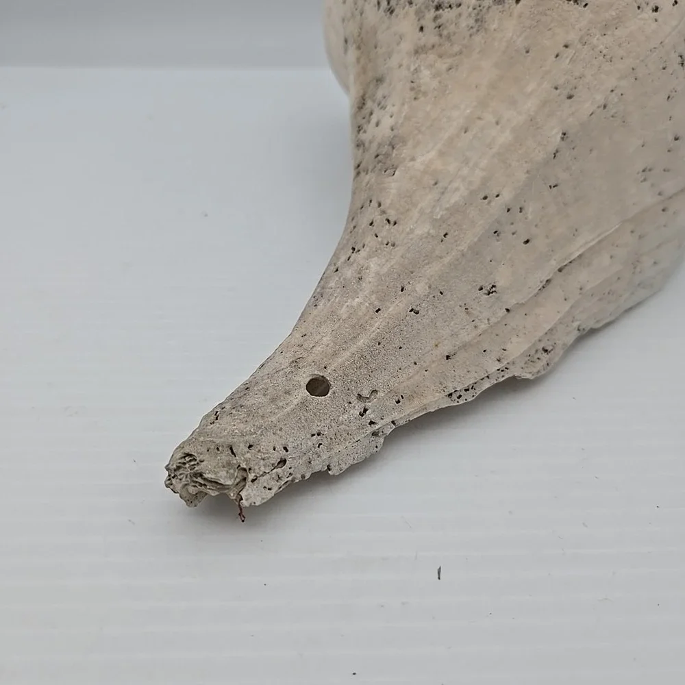 Large Lightning Whelk 10